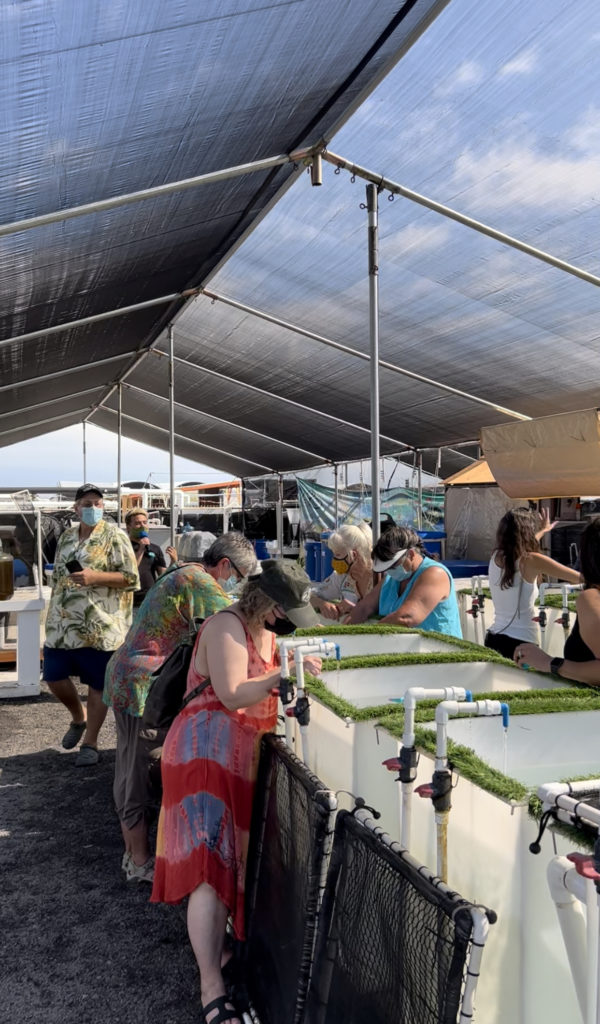 Tourists at The Octopus Farm | Activities in Kona