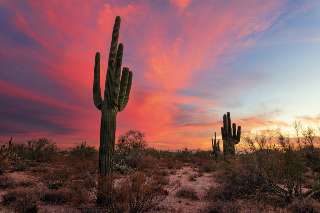 Cacti at sunset in Phoenix, Arizona