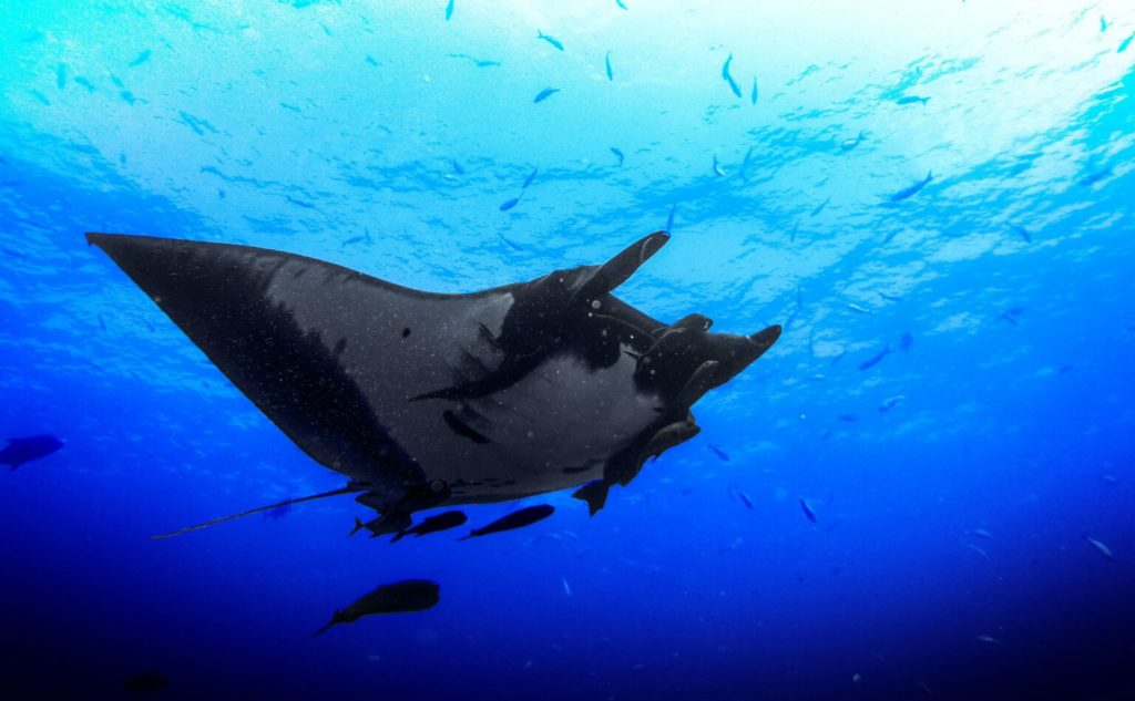 Manta Ray Swimming | Educational Activities in Kailua-Kona