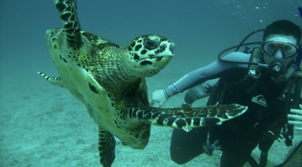 sea turtle
