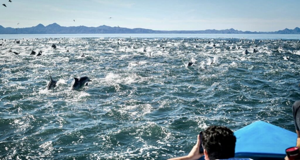 dolphin pods
