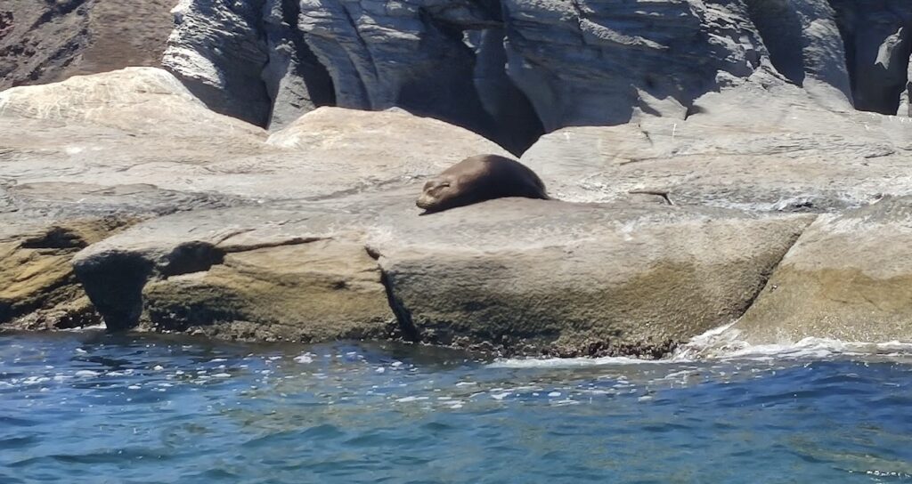 sea lion sunning