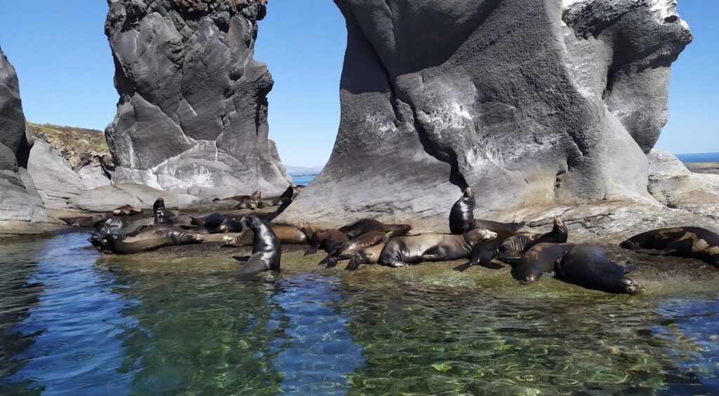 sea lions sunning