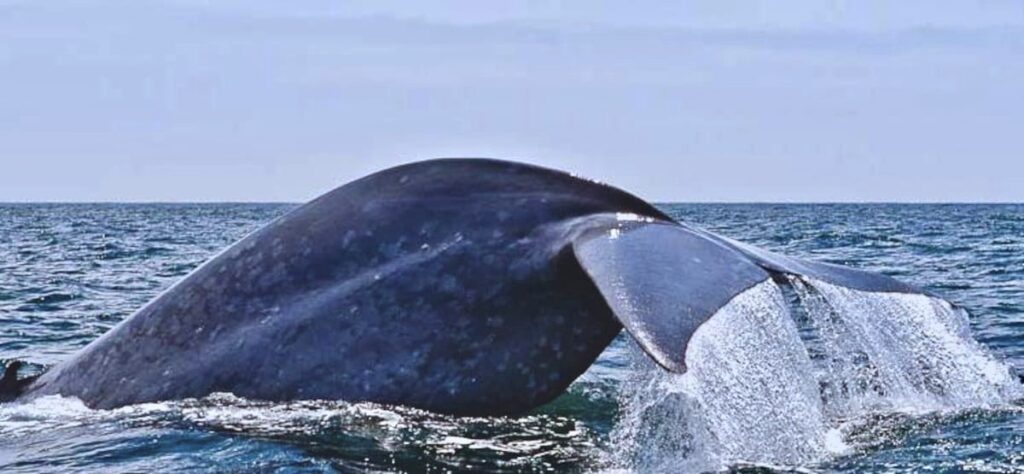 whale watching