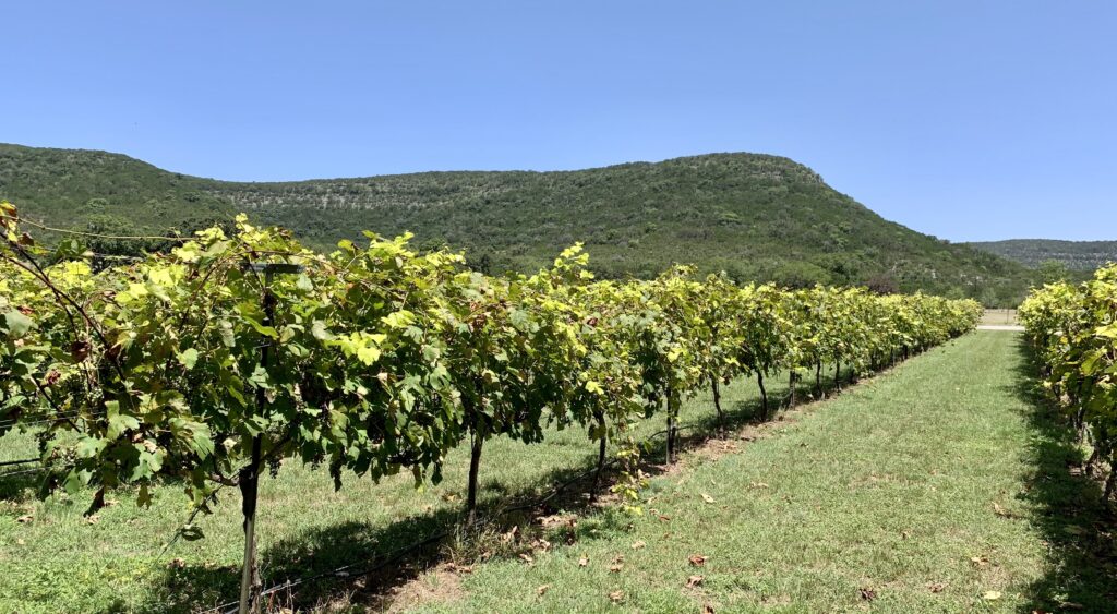 vineyard