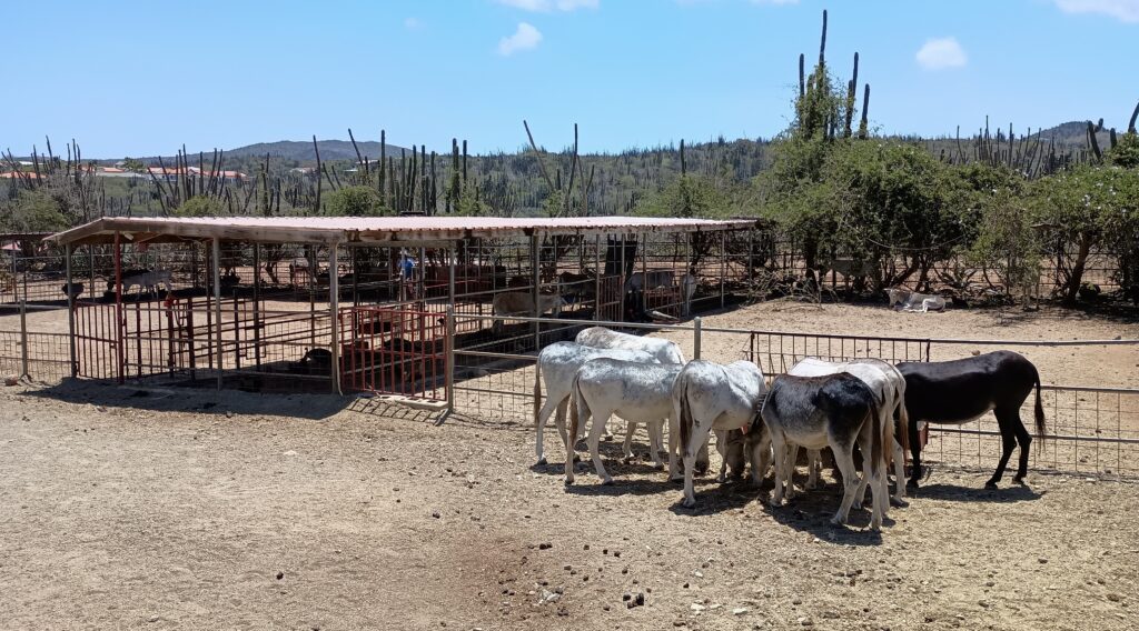 Donkey Sanctuary Aruba