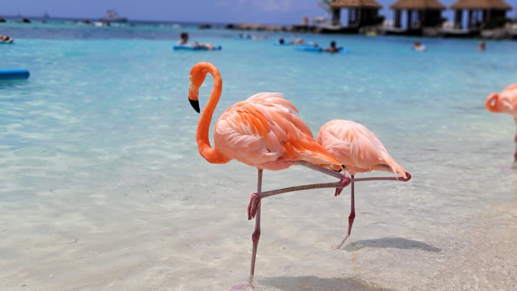 Renaissance Island flamingos