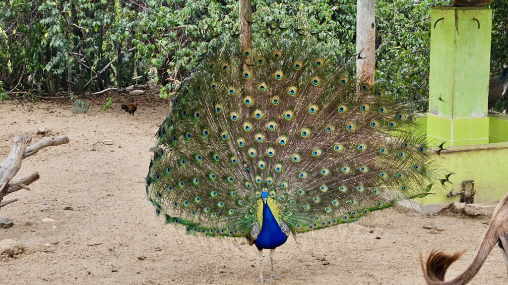 peacock