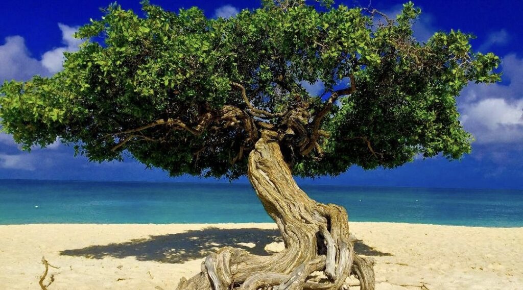 Eagle Beach Divi Divi tree