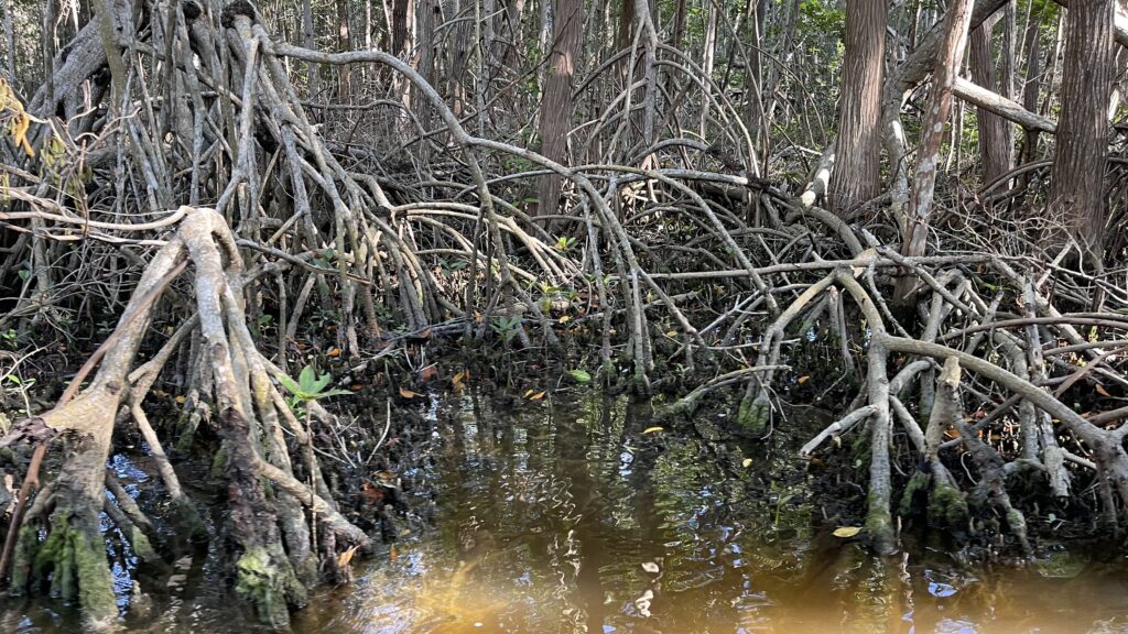 mangroves