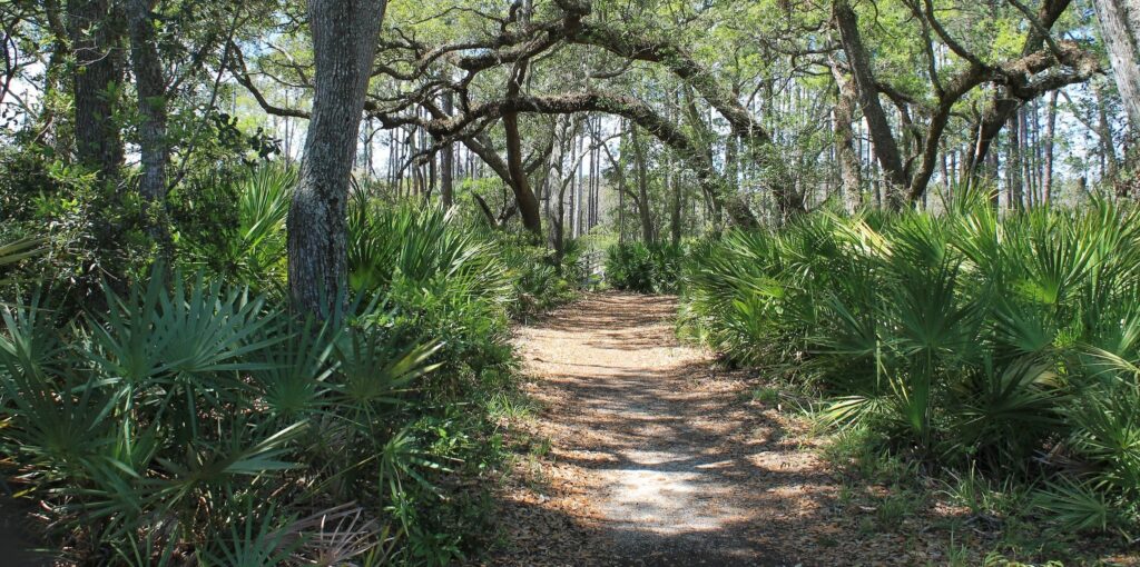 trail at GTM Research Reserve