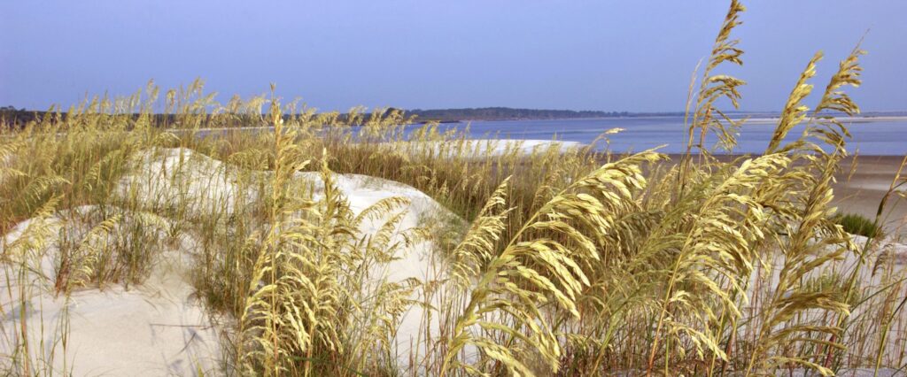 seagrass 