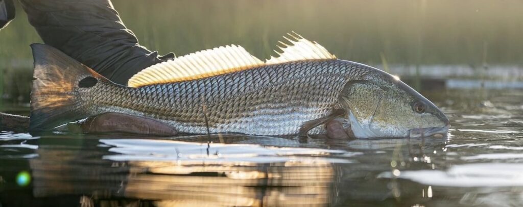 Historic Coast Outfitters fishing