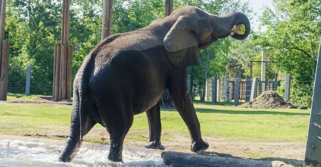 elephant
