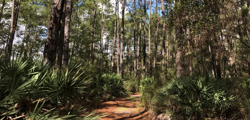 Kathryn Abbey Hanna Park trail