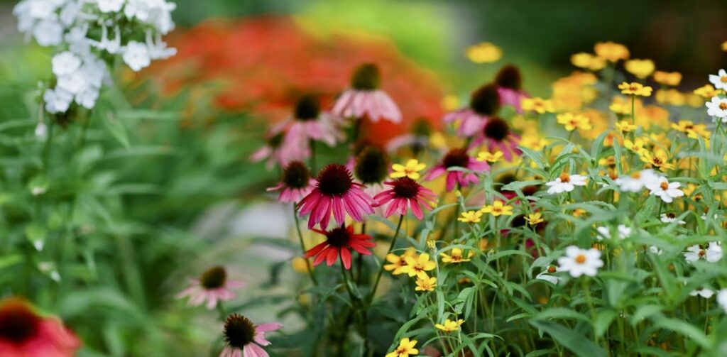 perennial blooms