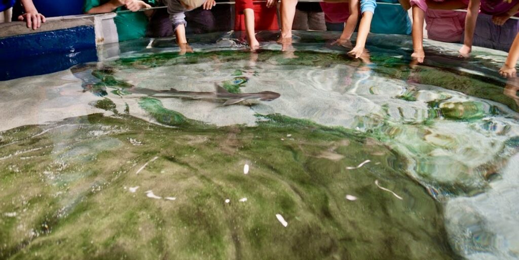 touch tank