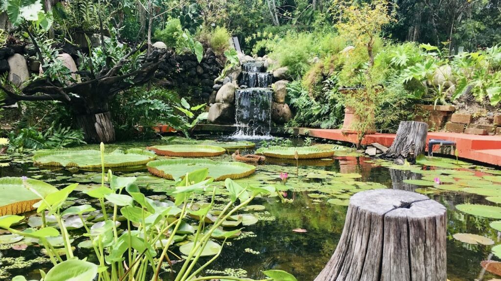 pond at Vallarta Botanical Gardens