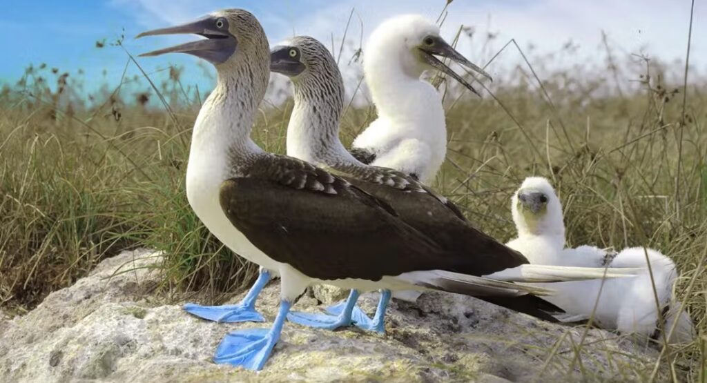 Blue-footed Booby