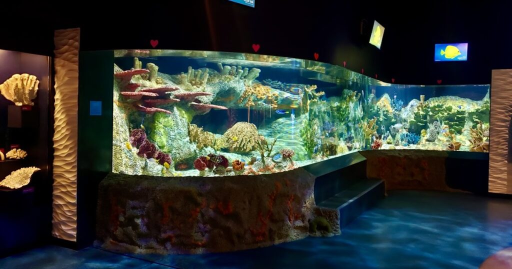saltwater aquarium