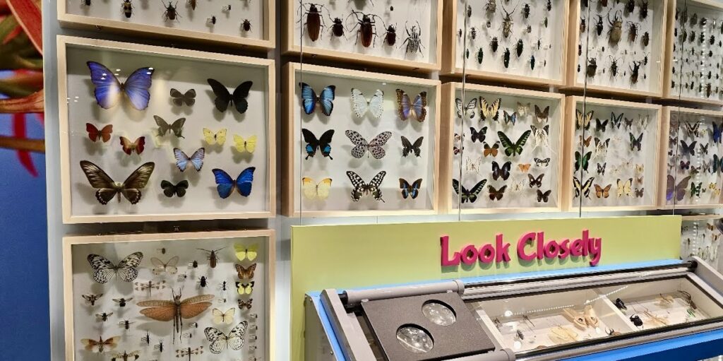 insect exhibit