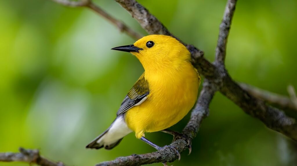 yellow Warbler