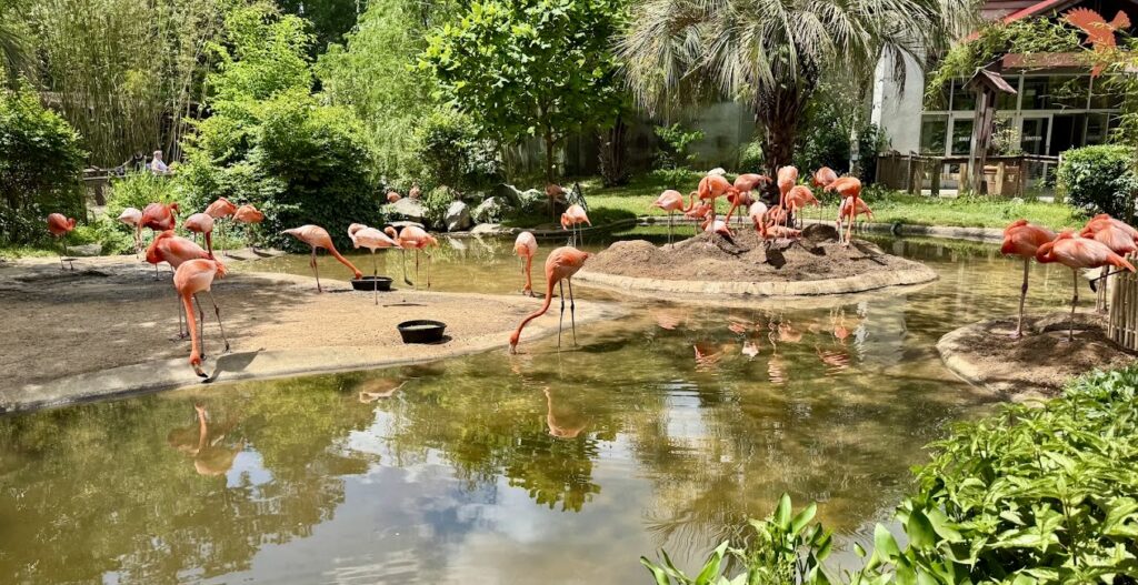 flamingos