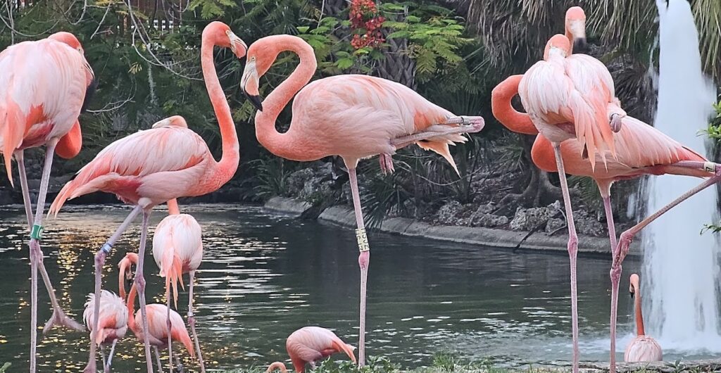 flamingos
