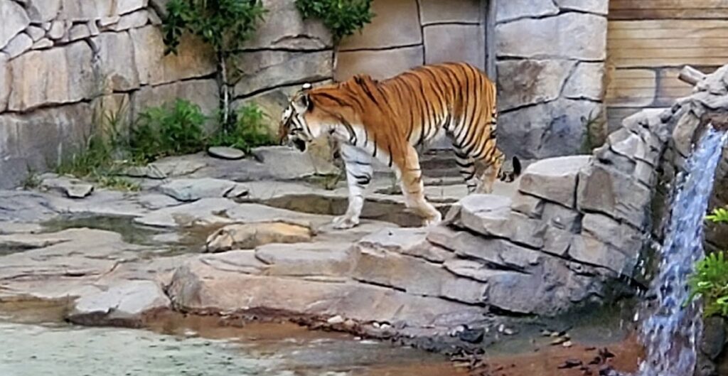 tiger