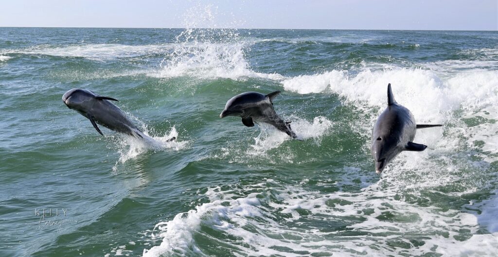 dolphin cruise