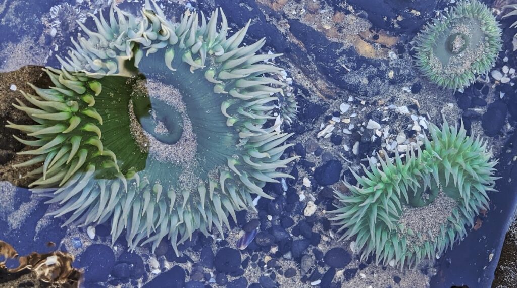 tidal pool