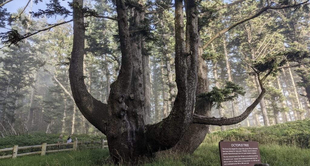 Octopus Tree