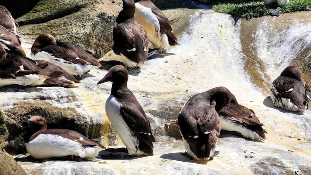 birds at aquarium