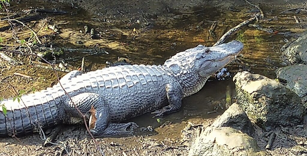 alligator