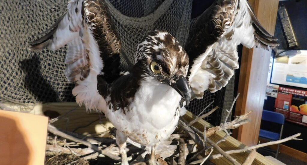 osprey exhibit
