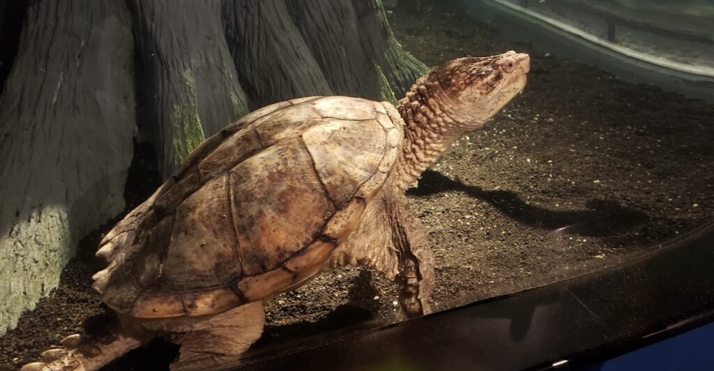 Loggerhead Odyssey