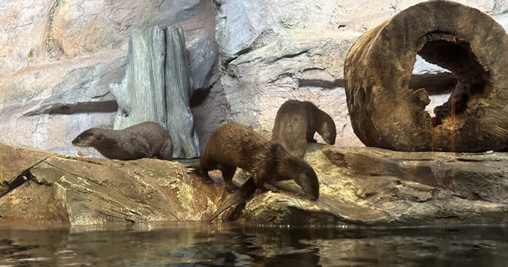 otters at North Carolina Aquarium