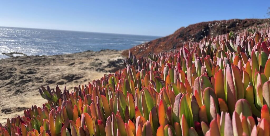 plants at Mendocino Headlands