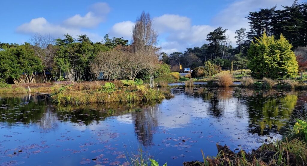 garden pond