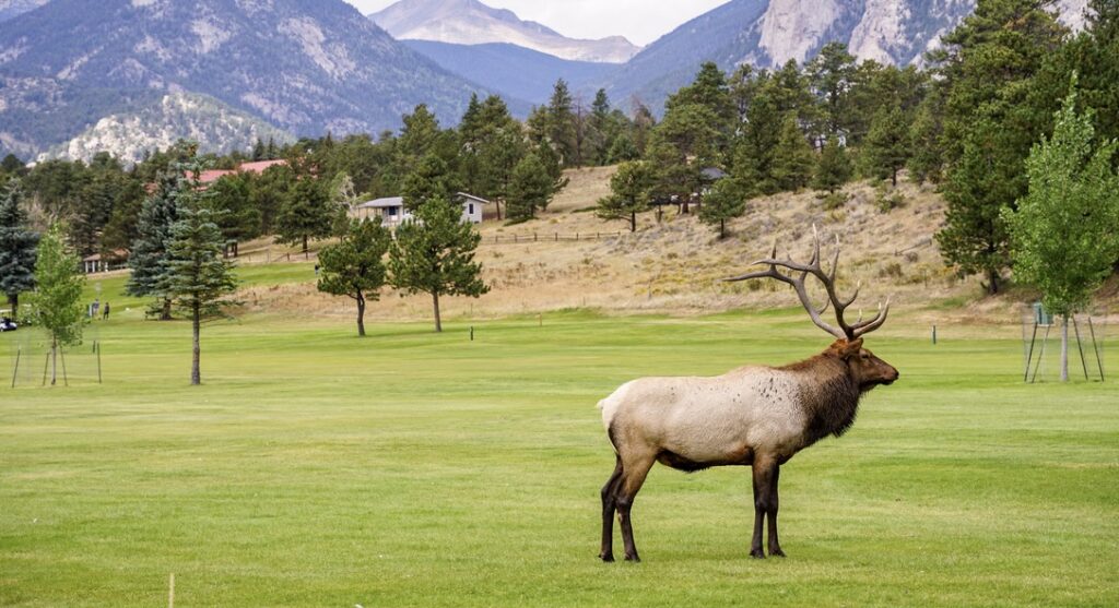 elk on golf course