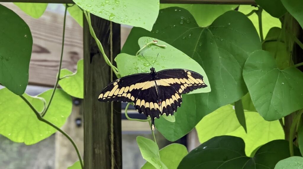 butterfly garden