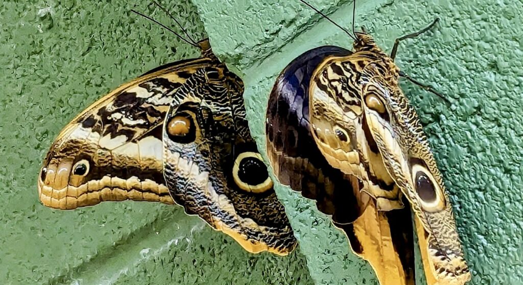 butterflies