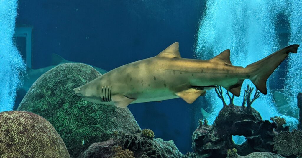 shark