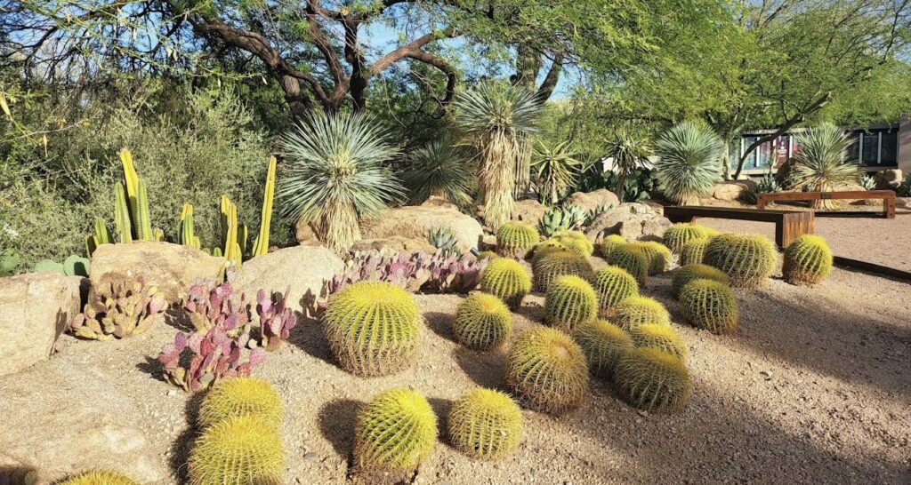 cacti exhibit