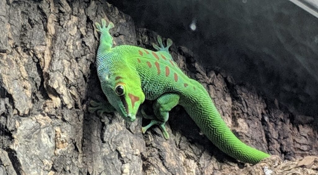 Rainforest Reptile Exhibit