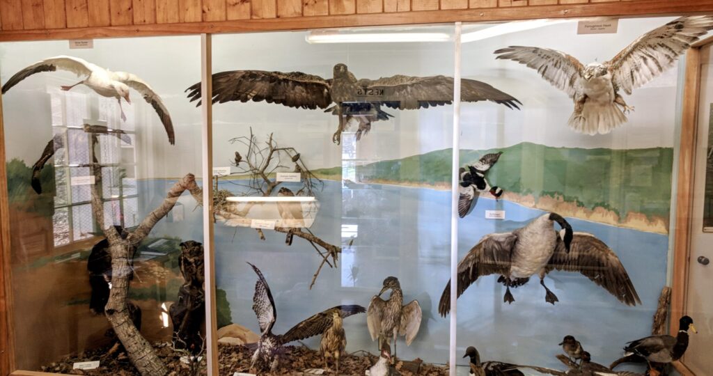 stuffed bird display