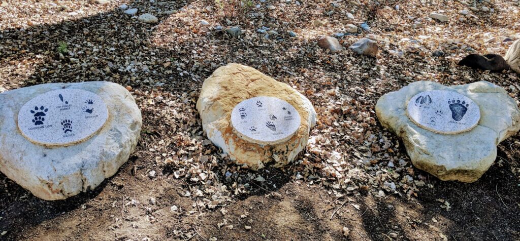 animal paw prints