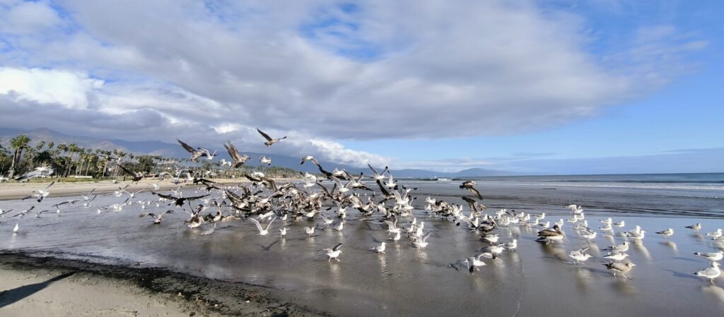 seagulls at East Beach