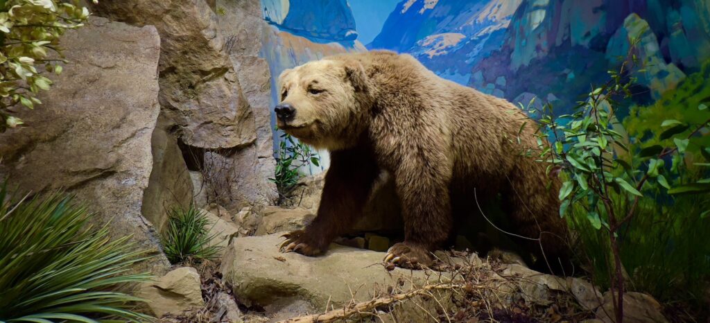 Stuffed bear