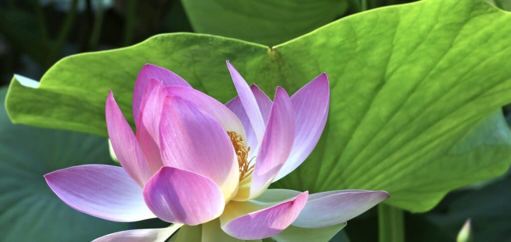 blooming lotus